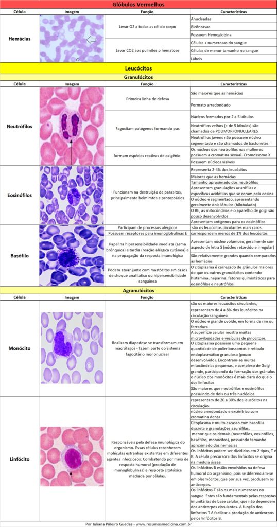 celulas sanguineas 2