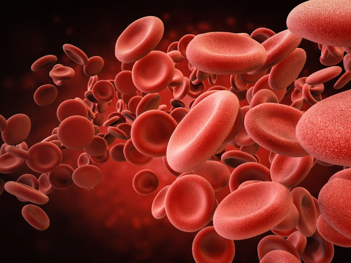 histologia do sangue