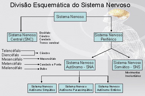divisão do sistema nervoso