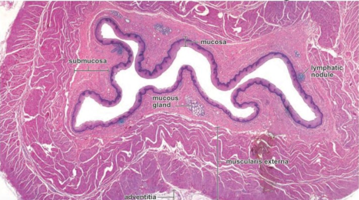 Histologia Da Cavidade Oral E Es Fago Resumos Medicina