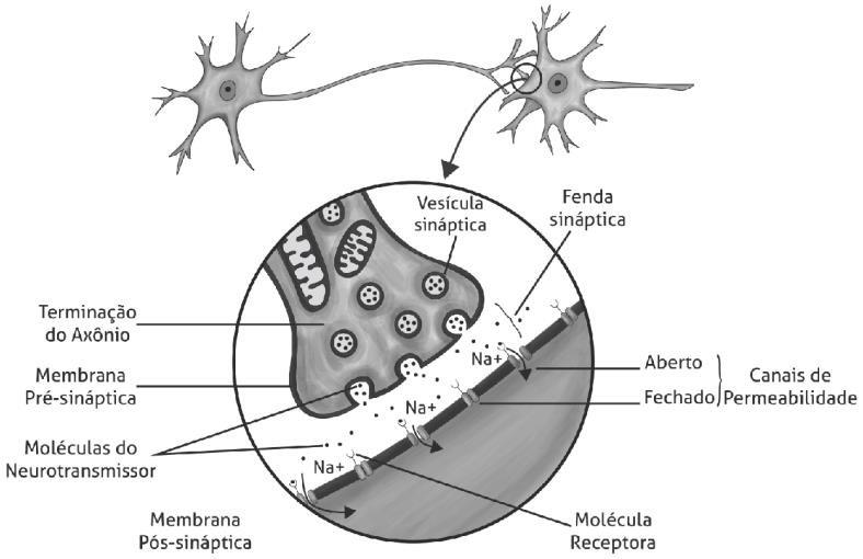 fenda sinaptica