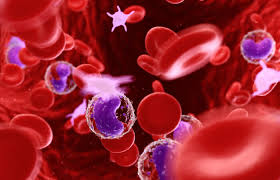 células sanguineas