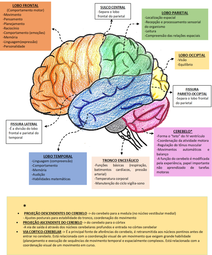 Lobos Do Telencéfalo - INfográfico | Resumos Medicina