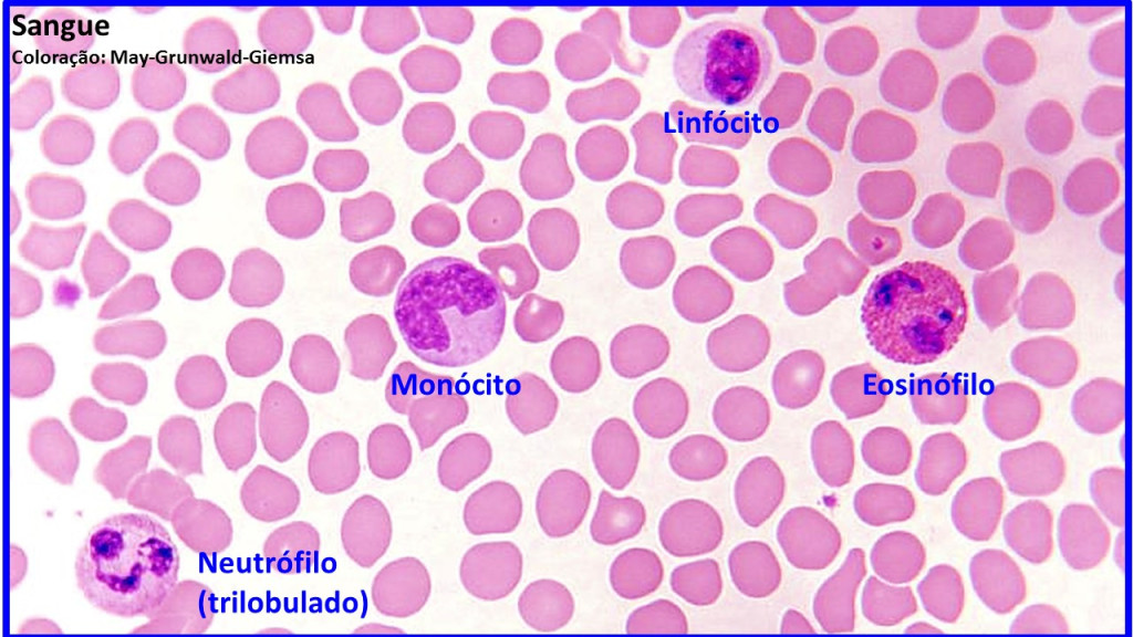 tipos celulares do sangue