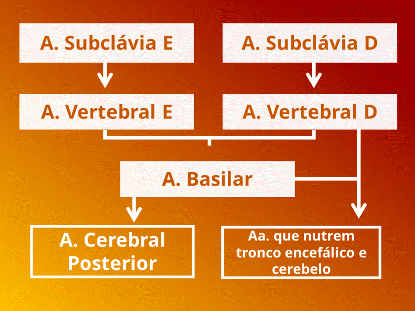 Arterias subclavias, vertebrais e basilar
