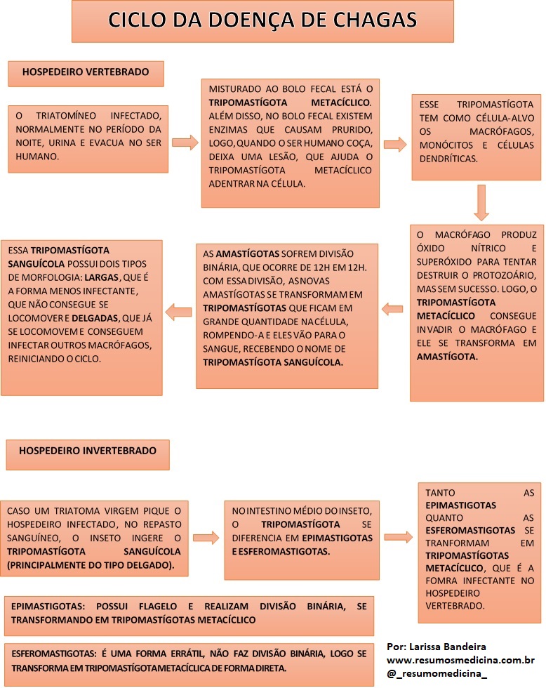 CICLO DA DOENÇA DE CHAGAS