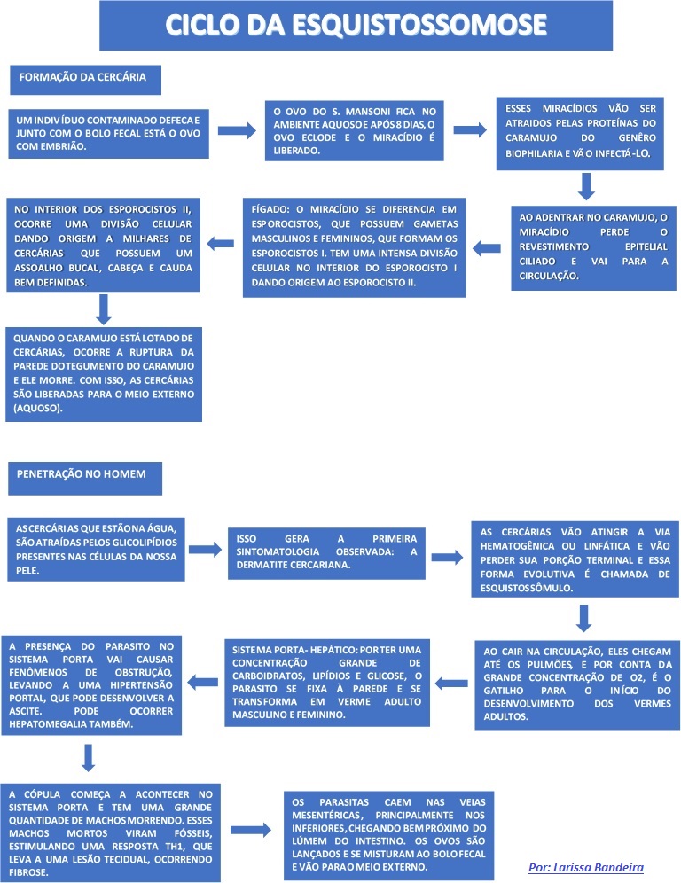 CICLO DA ESQUISTOSSOMOSE 1