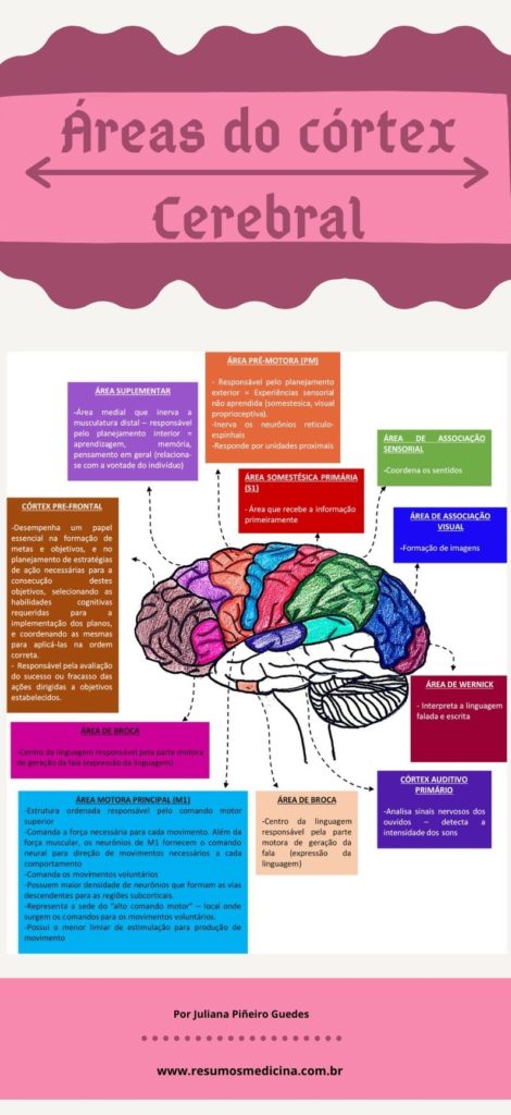 áreas do córtex cerebral