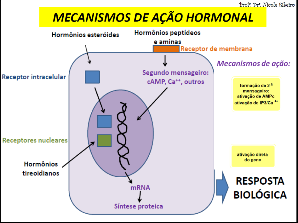 mecanismo de ação hormonal