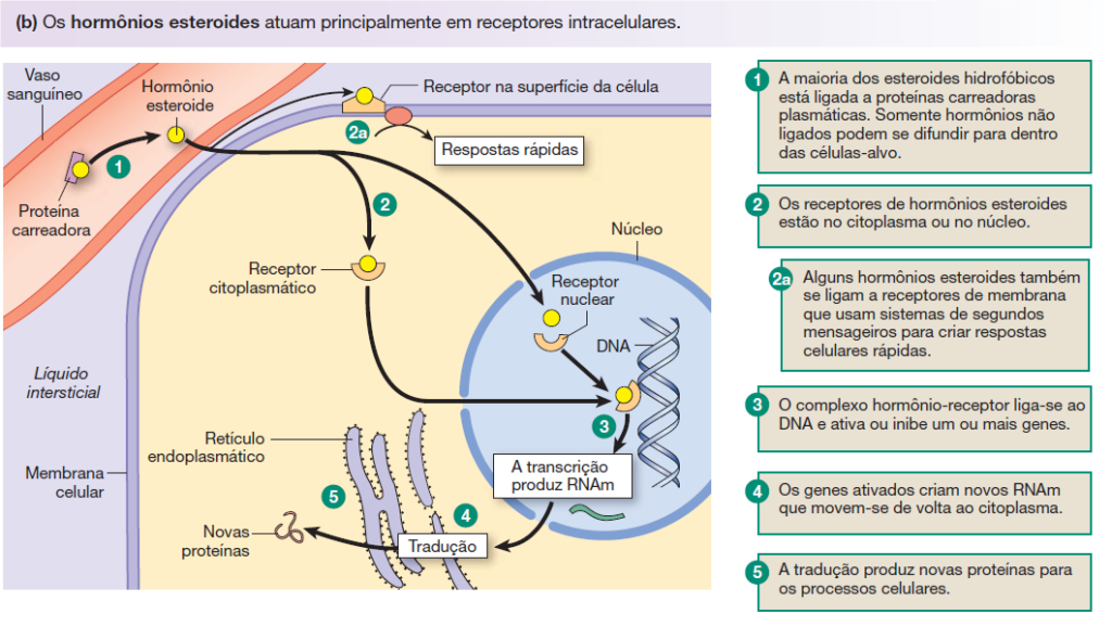 Mecanismos de ação dos Hormônios esteróides
