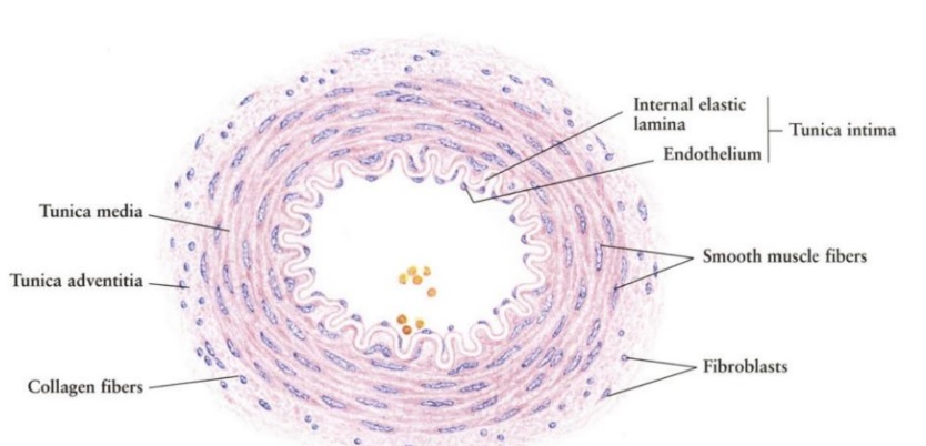 arteríolas