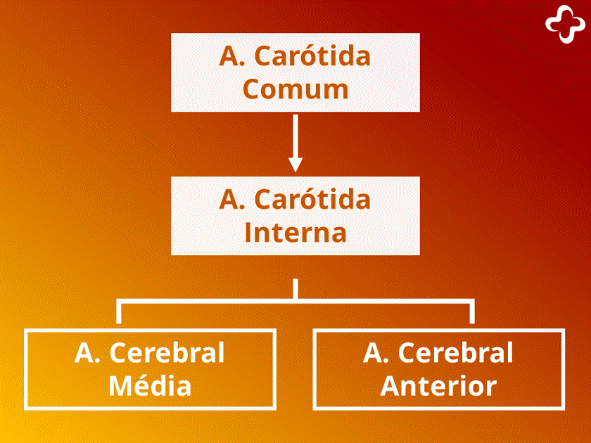 artéria carótida comum e interna