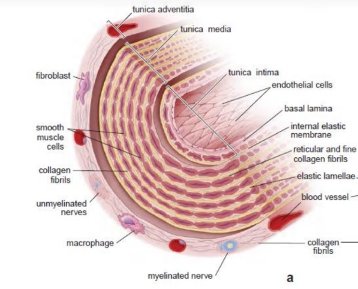 artéria elástica