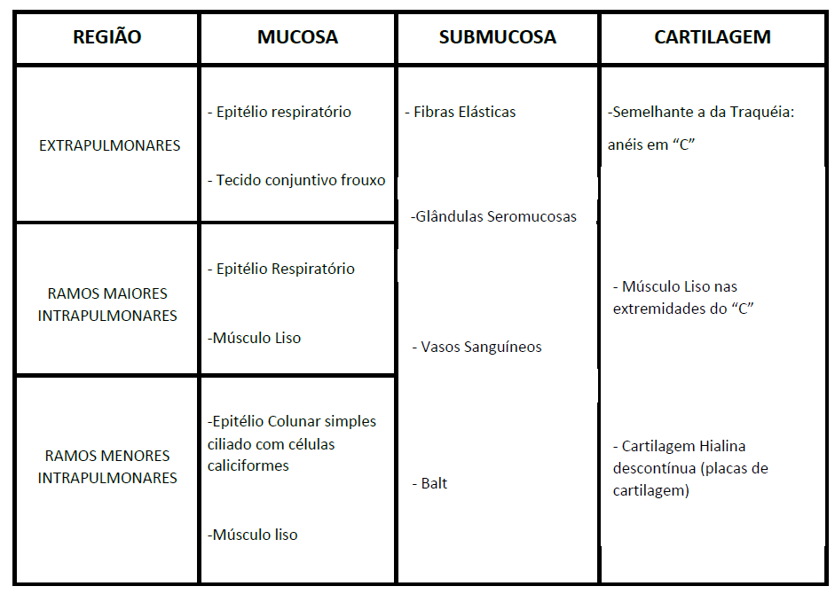 tabela brônquios