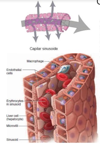 capilar sinusoide