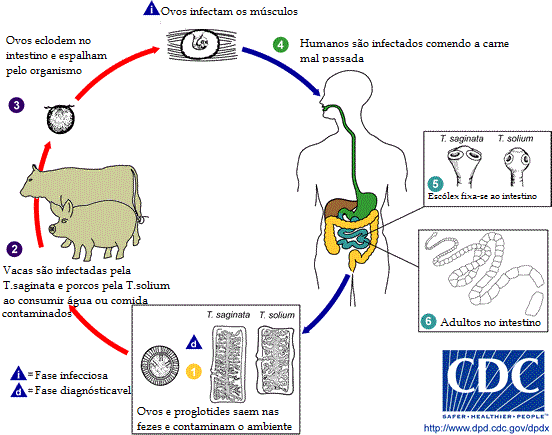 ciclo