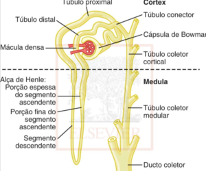 Córtex e Medula Néfron