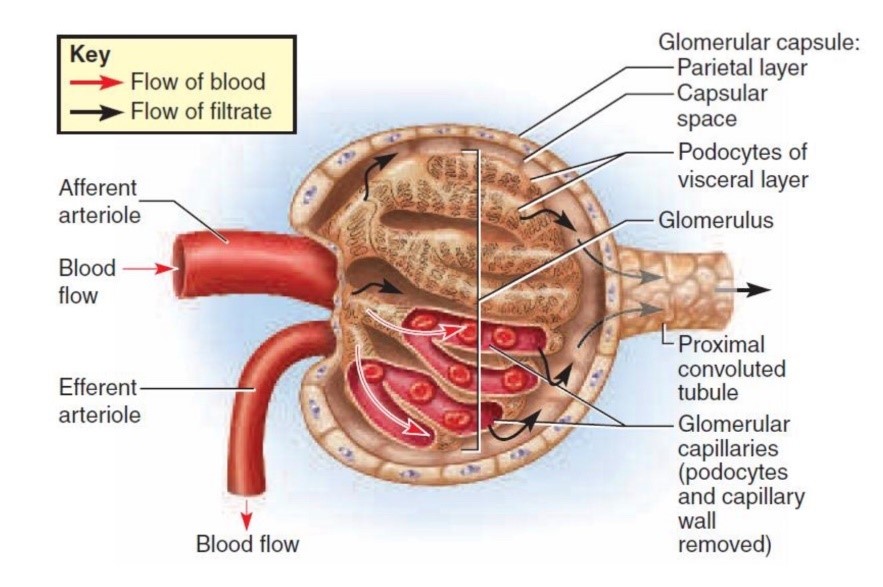 corpúsculo renal