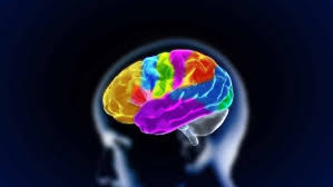 Áreas do córtex cerebral