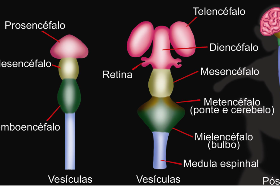 Embriologia do sistema nervoso