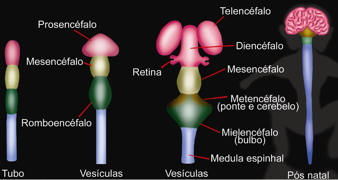 embriologia do sistema nervoso