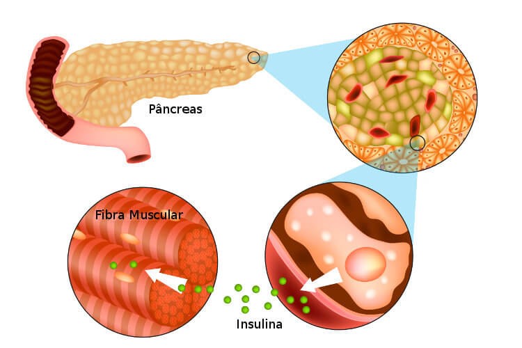 hormonios do pancreas