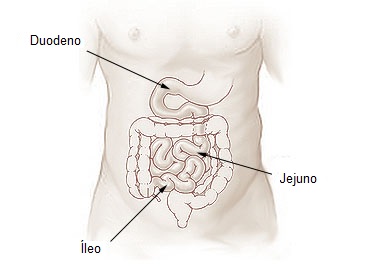 intestino delgado
