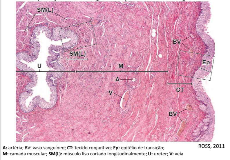 Histologia Do Sistema Urin Rio Resumos Medicina