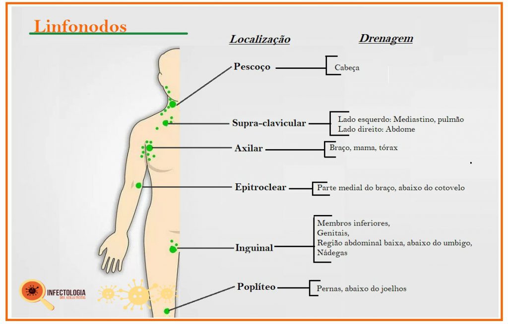linfonodos localização