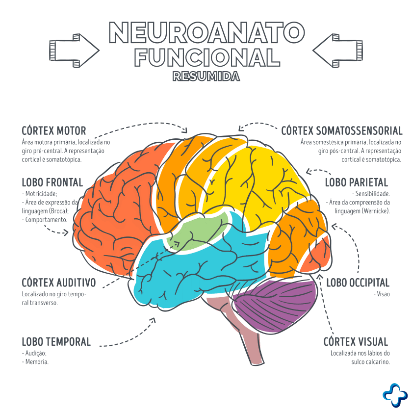 neuroanatomia