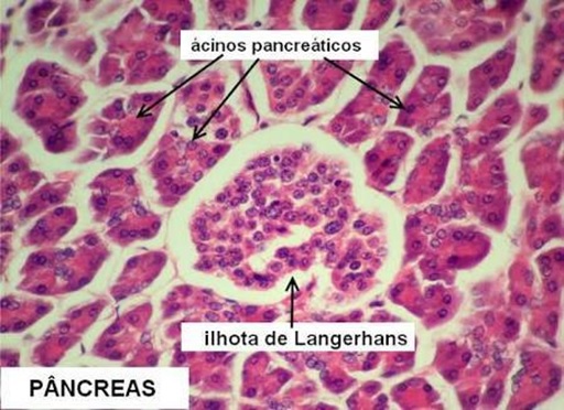 pâncreas 01