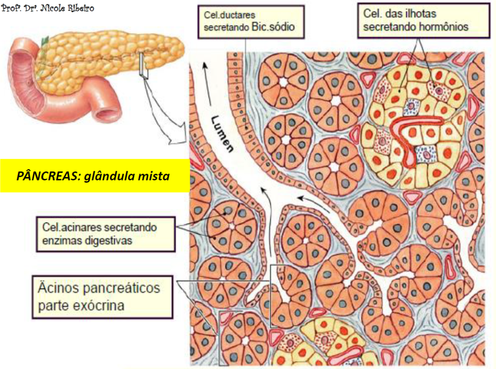 células pancreáticas