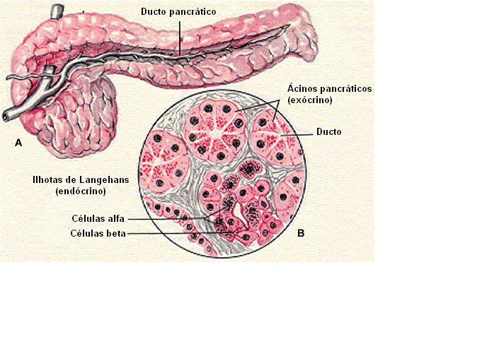 pâncreas endócrino