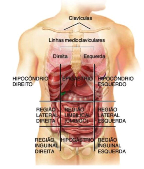 Cavidade Abdominop Lvica Resumos Medicina