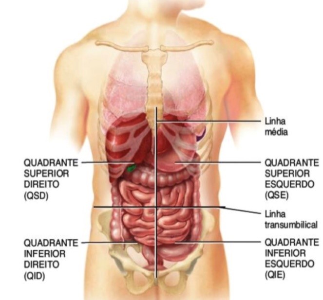 Cavidade Abdominop Lvica Resumos Medicina