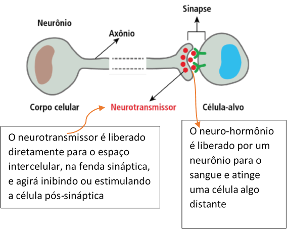 sinalização neurócrina