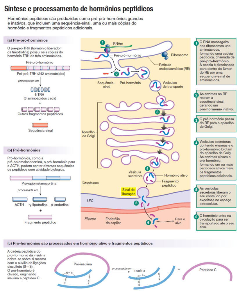 síntese e processamento de hormônios peptídicos