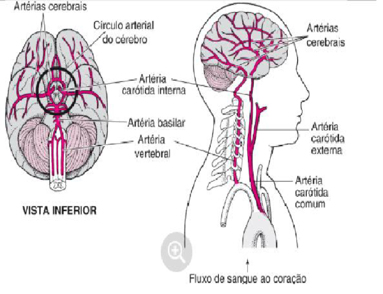 vascularização do sistema nervoso
