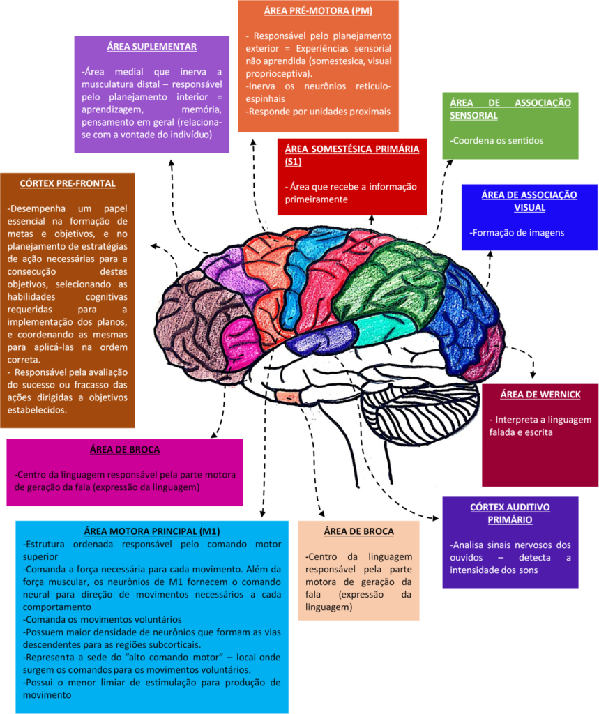 áreas do cérebro