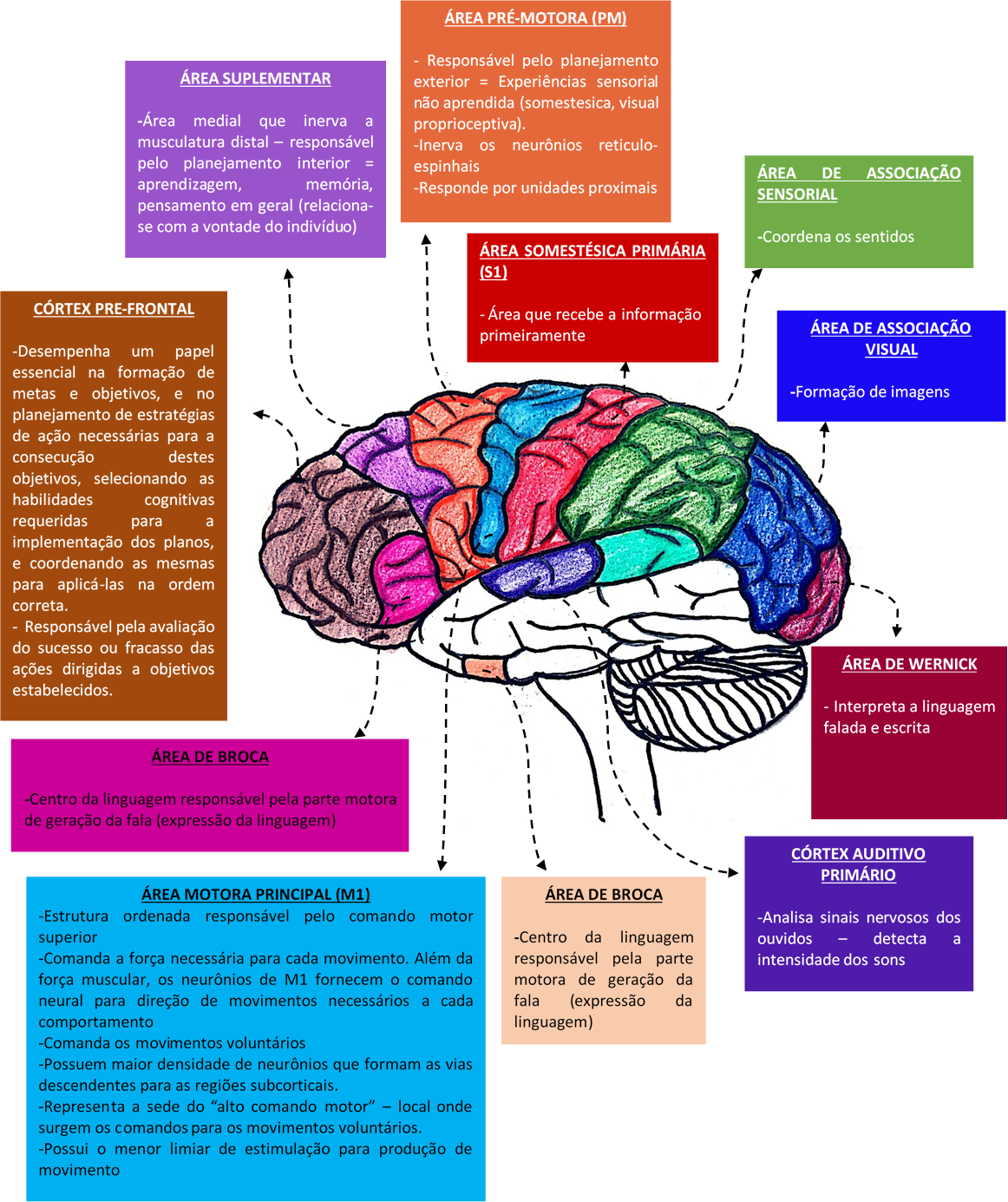 Áreas Do Córtex Cerebral Resumos Medicina 