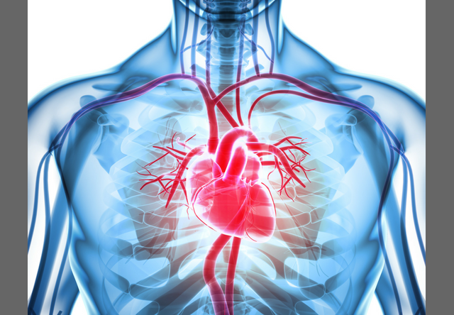 Anatomia do Coração