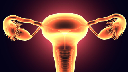 Anatomia do Sistema Reprodutor femininoo