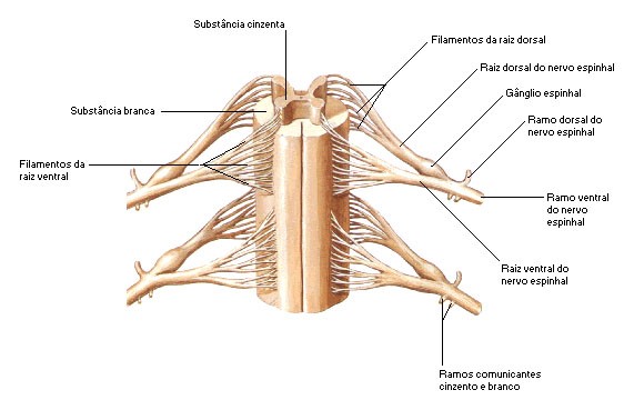 RAIZ VENTRAL + RAIZ DORSAL = NERVO ESPINHAL