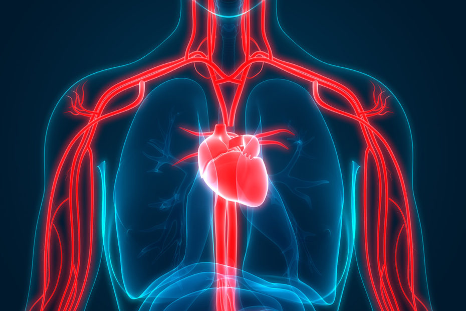 Sistema Excitocondutor Cardíaco e Circulação Cardíaca