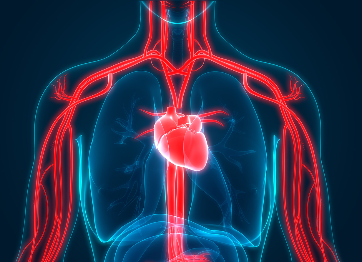 Sistema-cardiovascular