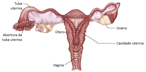 anatomia do sistema reprodutor feminino