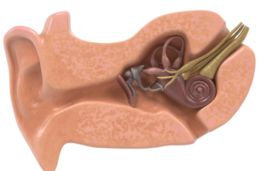 aparelho vestibular