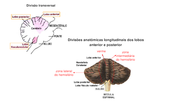 cerebelo 2