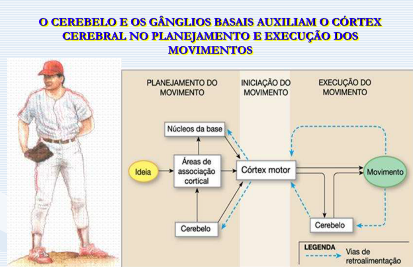 cerebelo e ganglios da base