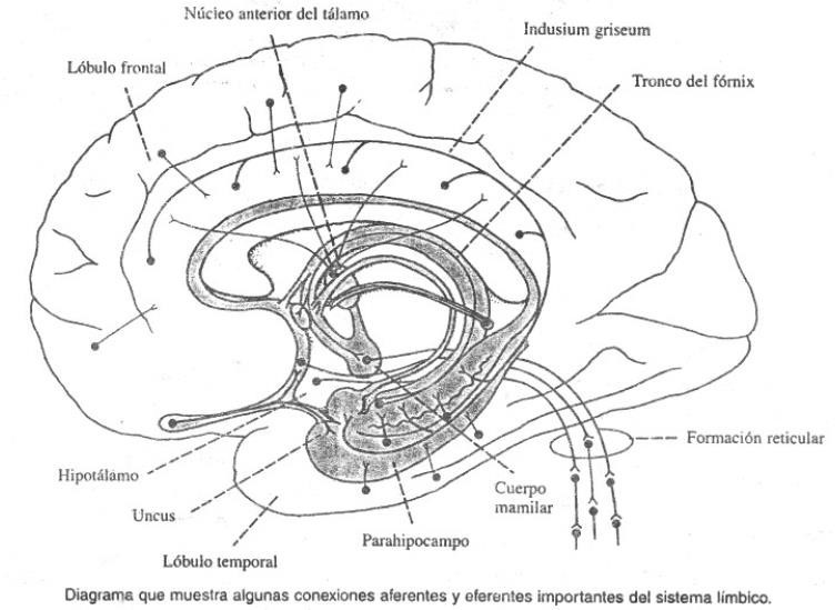 conexões aferentes e eferentes do sistema límbico